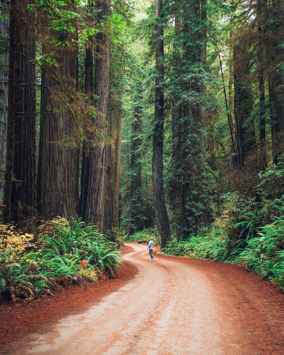 PrimeView780's tweet image. Sequoia National Park, USA 🇺🇸