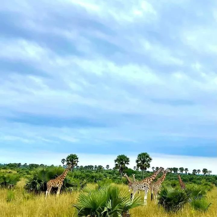 🌍 Embrace the transformative power of stress-free vacations. From airport to the breathtaking landscapes of East &amp; South Africa, we curate experiences that redefine relaxation. Your journey to balance begins here! #TravelWithPurpose #PerfectPathfinder #WorkLifeBalance"