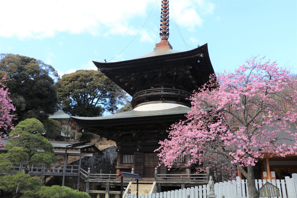 🌸雨引観音の河津桜が見頃を迎えています🌸
2月26日(月)の雨引観音の河津桜の様子です。
境内の河津桜は６～７分ほど咲いており、黒門周辺は８～９分咲きでした🌸

#茨城県  #桜川市  #雨引観音  #桜  #河津桜  #ひなまつり