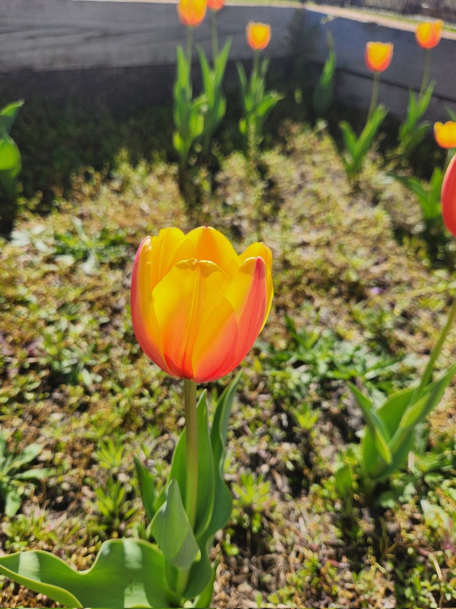 We've really enjoyed the tulips that kindergarten planted. Thank you again, @Humble_Science ! 🌷🌷🌷 @Angela_bland1 @HumbleISD_GE @wheelerteaches @stephanie_dye11