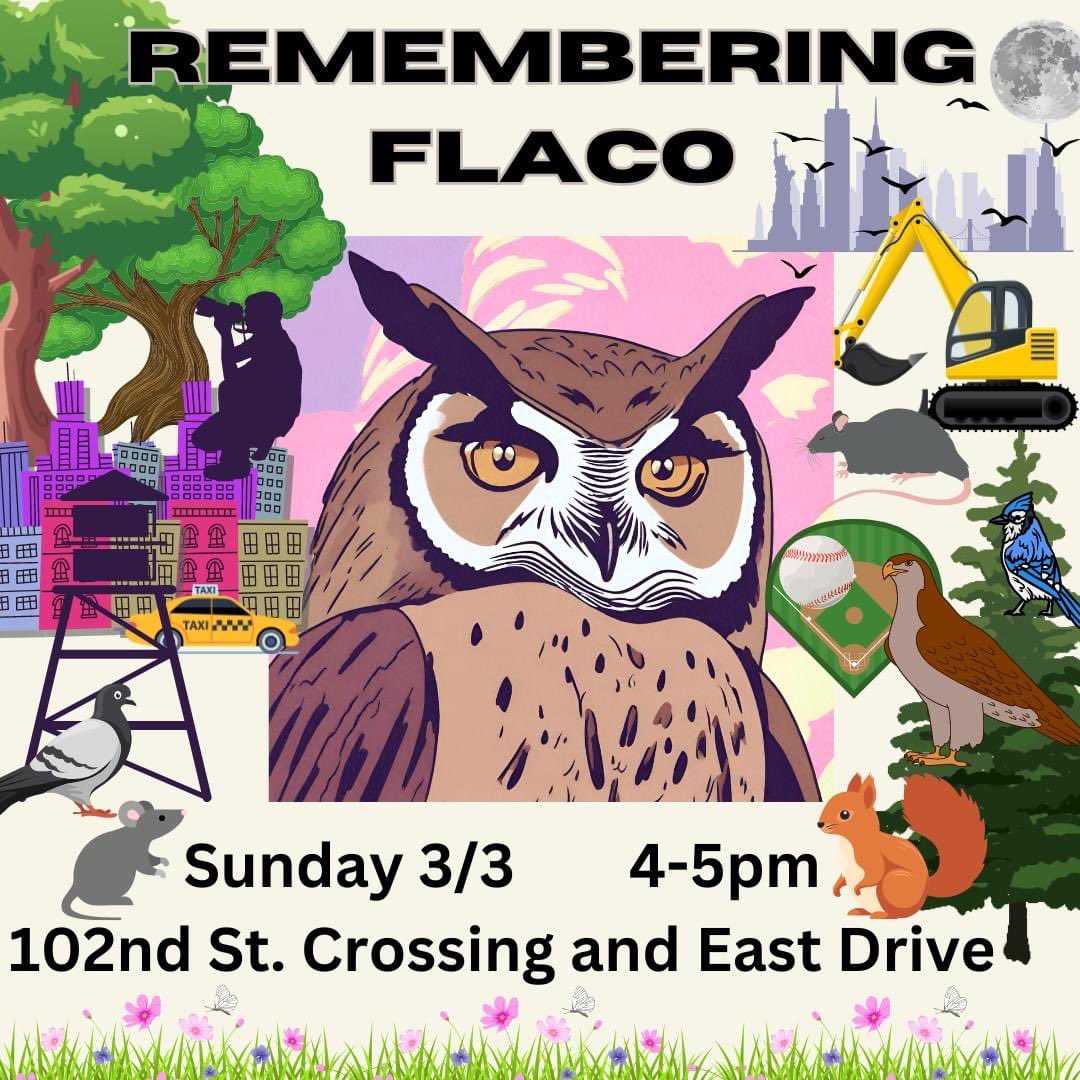 #flaco #FlacotheOwl