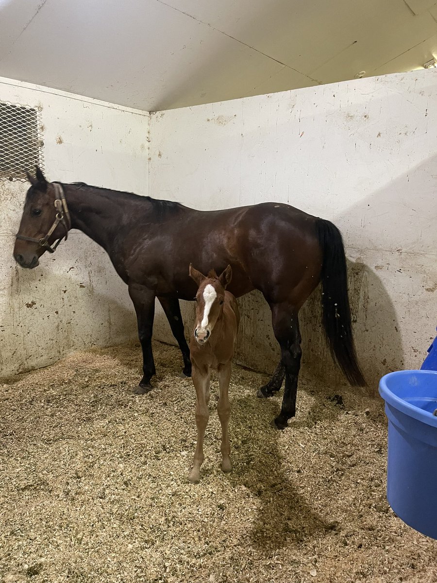 One of our newest additions - Grazen filly with a ton of “tude”