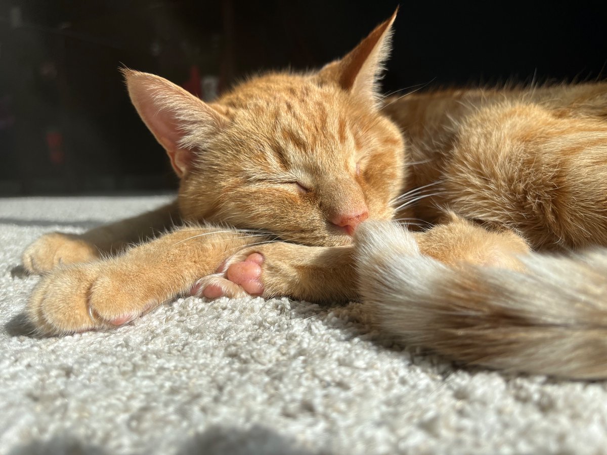 ChavanMD's tweet image. Yesterday I had to pronounce TOD on a patient who had transitioned to comfort care. Today I had to say goodbye to our beloved family member of 16 years. Medicine isn’t just heroic saves – sometimes the best we can do is promote dignity and provide a compassionate end.