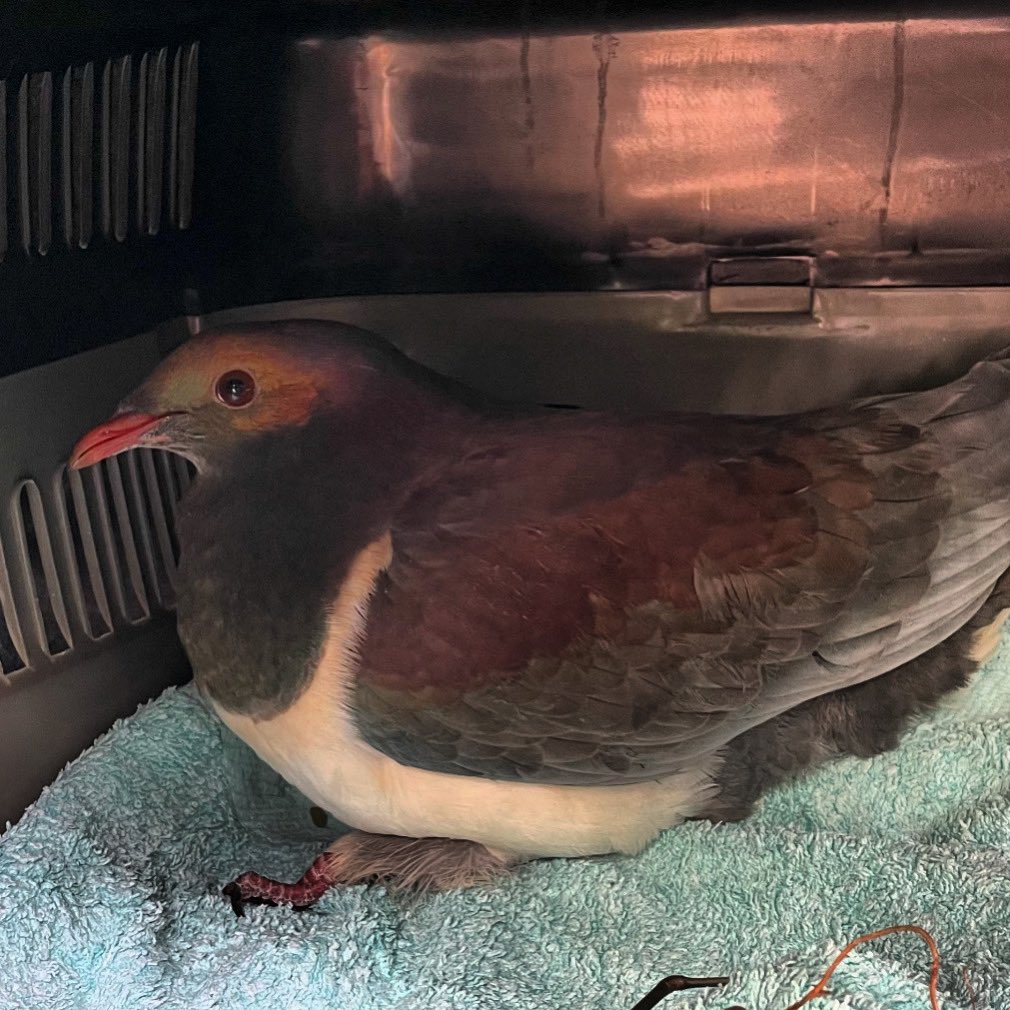 Another window strike Kererū today. This one was out at Tītahi Bay, Wellington. Now at the Wellington Zoo which was in chaos today as The NEST Te Kōhanga team were busy with a lion 🦁🤗
#featherfriendly #birdsafe #windowstrike #birdprotection