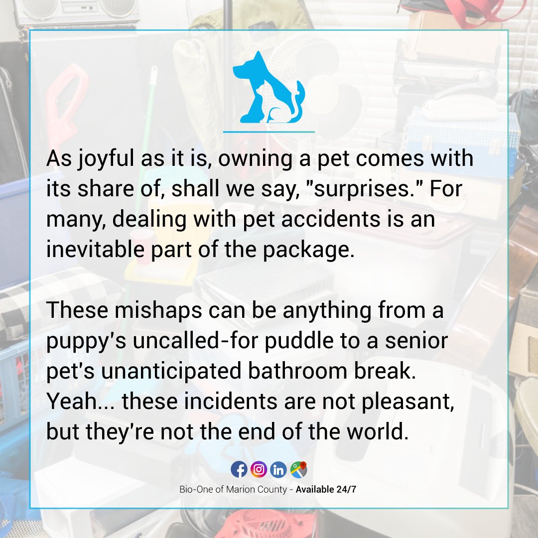 BioOneIndy's tweet photo. Here are five essential tips for cleaning up feces and urine or any waste from your furry friend.
📰: https://t.co/y6BzbnyHqC
Bio-One of Marion County is Available 24/7 🚨 317-499-0614.
#bioone #blog #news #marioncounty #indianapolis #resources #housetips #petcare #puppylove https://t.co/bBEI4JzryF