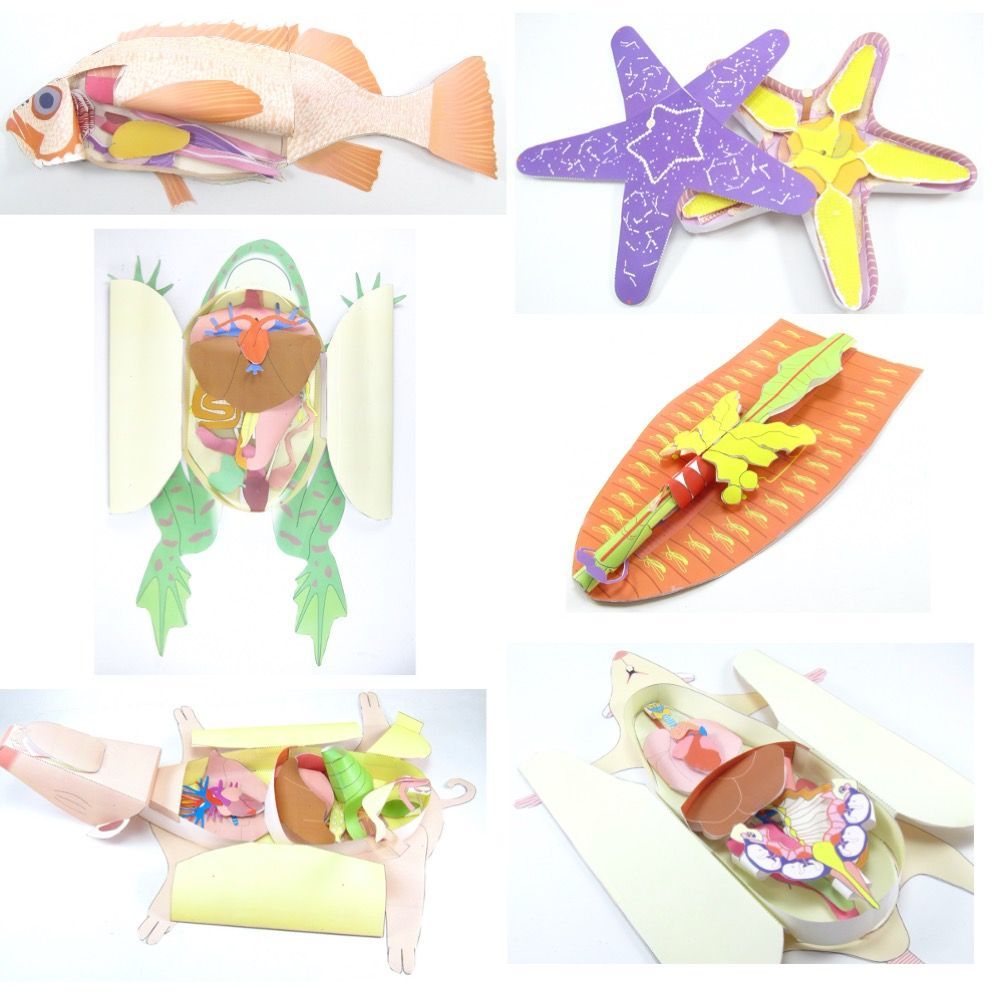 OrigamiCells's tweet photo. Your students can learn about the internal structure of a frog, fetal pig, starfish, earthworm and rat without the cost, smell, mess or ethical dilemmas of using real animals with our paper #dissection models! https://t.co/PWRRggtRUX
#biologyteacher #iteachbio #frogdissection https://t.co/znHM9eBCKy