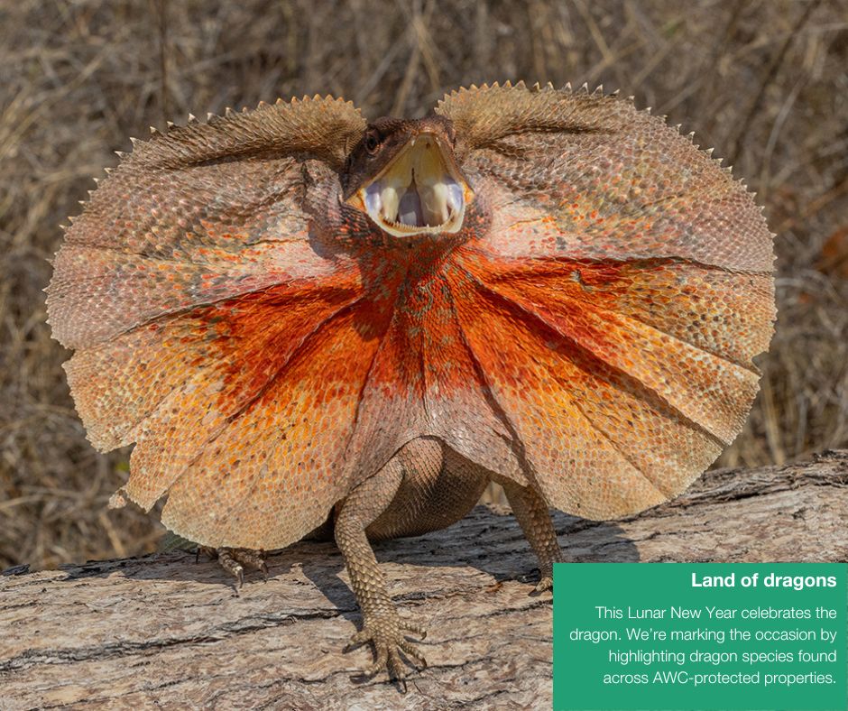 Positive conservation news to end another month 🙌 

We're breaking up your newsfeed with some of the top stories we shared this month.

Which is your favourite? Let us know in the comments.

#AWC #AustralianWildlifeConservancy #AWCInTheField #PositiveNews #ConservationOptimism