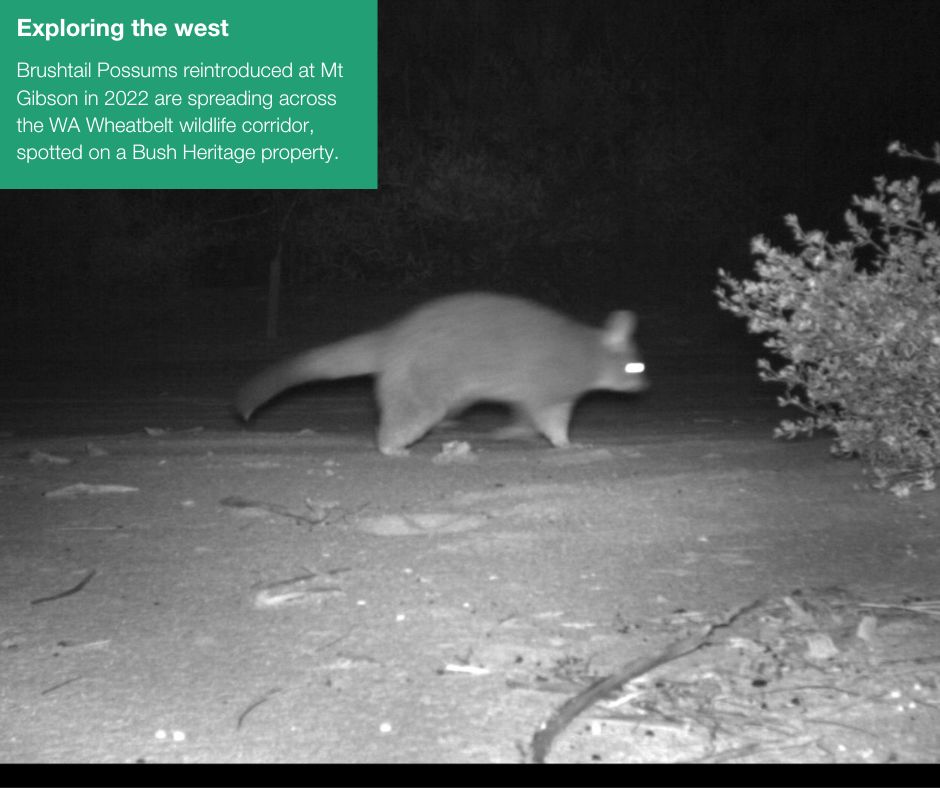 awconservancy's tweet photo. Positive conservation news to end another month π
We're breaking up your newsfeed with some of the top stories we shared this month.
Which is your favourite? Let us know in the comments.
#AWC #AustralianWildlifeConservancy #AWCInTheField #PositiveNews #ConservationOptimism https://t.co/1SelXm2AEe