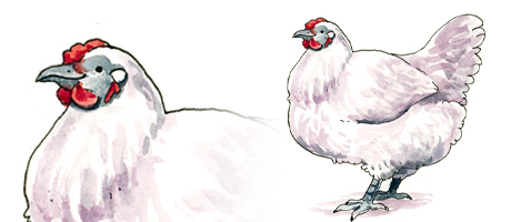 「chicken standing」 illustration images(Latest)