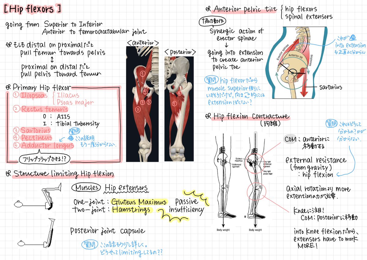 【バイオメカニクス】

Hip flexors

質問が溜まっているので、そこを解決して試験に挑みたいと思います！