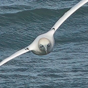 Gannet 
#strumblehead @VisitPembs