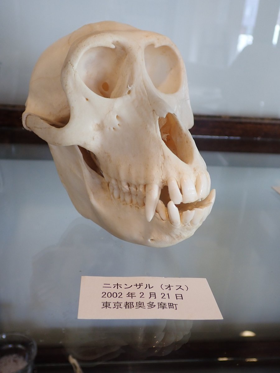 3月3日は ＃野生生物の日。 小さな島国日本でも、生息している野生生物