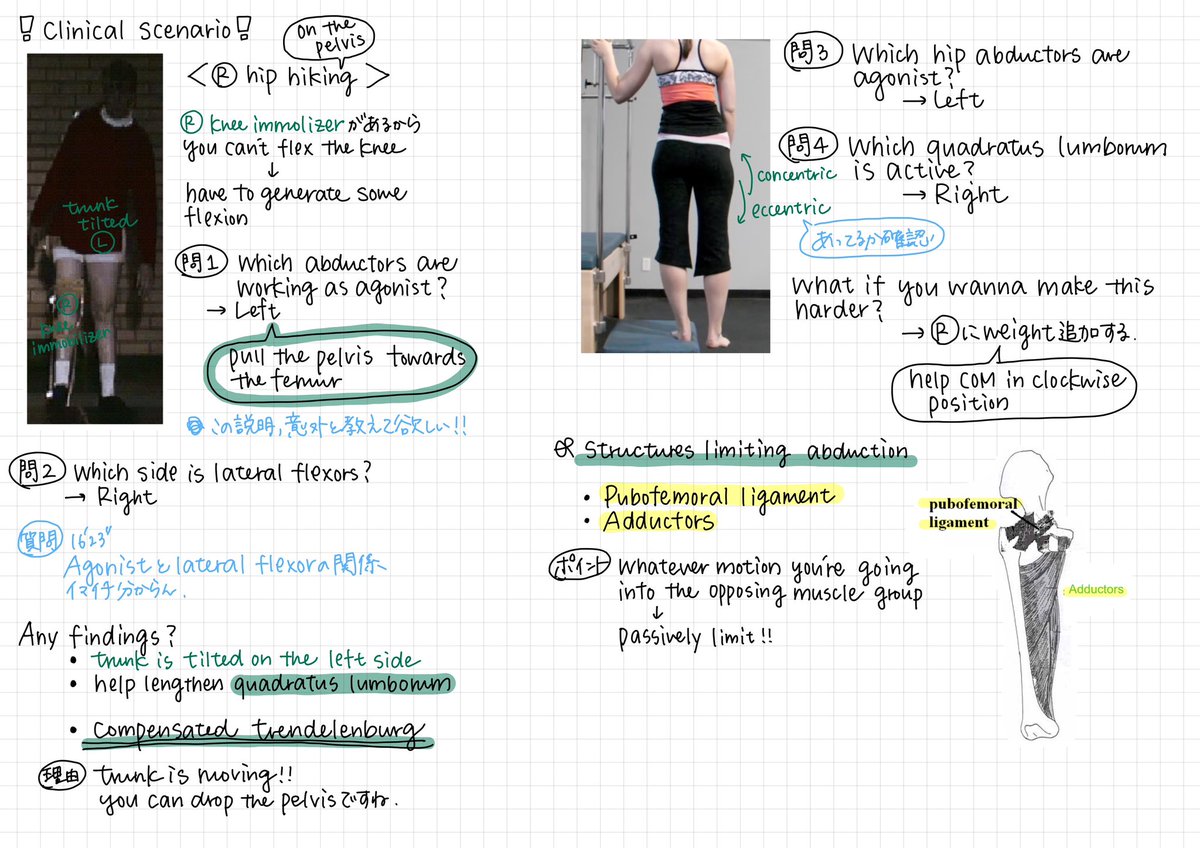 【Hip Abductors】

和訳する暇がなく、なるべく英語で覚えられるように頑張ってます！

Trendelenburg=トレンデレンブルグで一緒なことに気づきました。