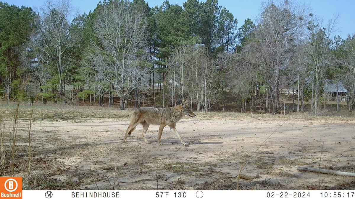 Drivers3Eric's tweet photo. Caught with a trail cam behind my house. The coyotes are getting comfortable. https://t.co/95Pv3y8rCH