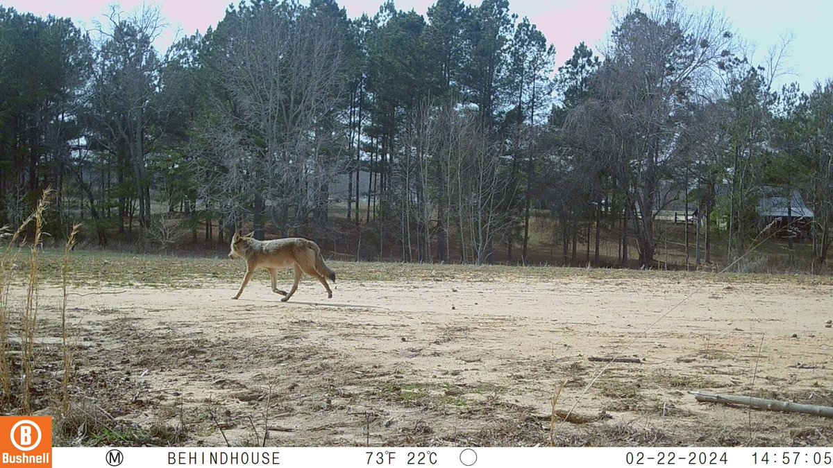 Drivers3Eric's tweet photo. Caught with a trail cam behind my house. The coyotes are getting comfortable. https://t.co/95Pv3y8rCH