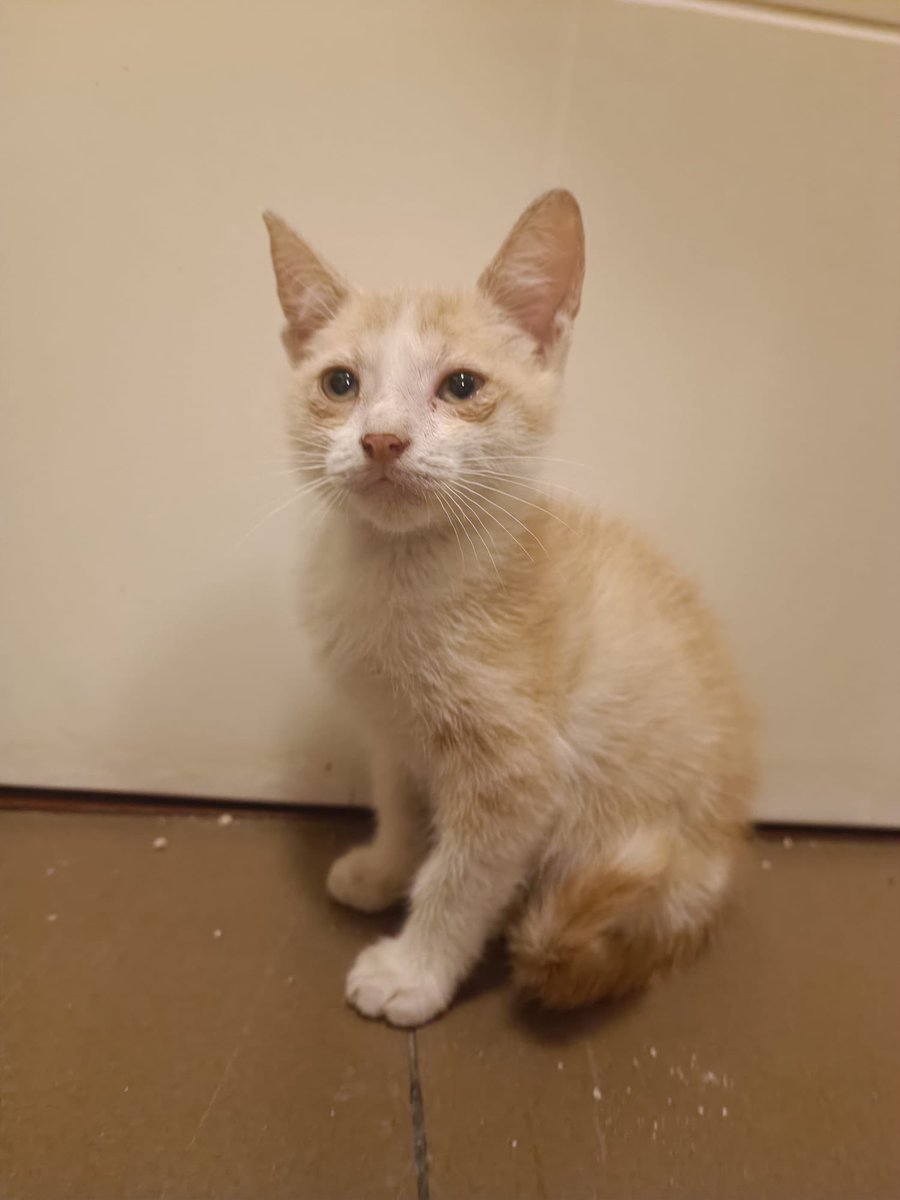 Mango tiene dos meses y busca una familia que la ame para siempre ♥️ solo miren su carita 🥺 ayúdame compartiendo para que encuentre un hogar 🙏🏼