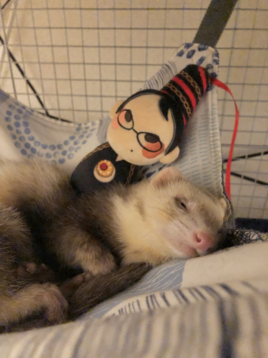 platinumgames's tweet photo. "You look tired. Let me tuck you in."
—Bayonetta 

#Bayonetta #GameQuote #ferrets #pets https://t.co/G594dwBLyO