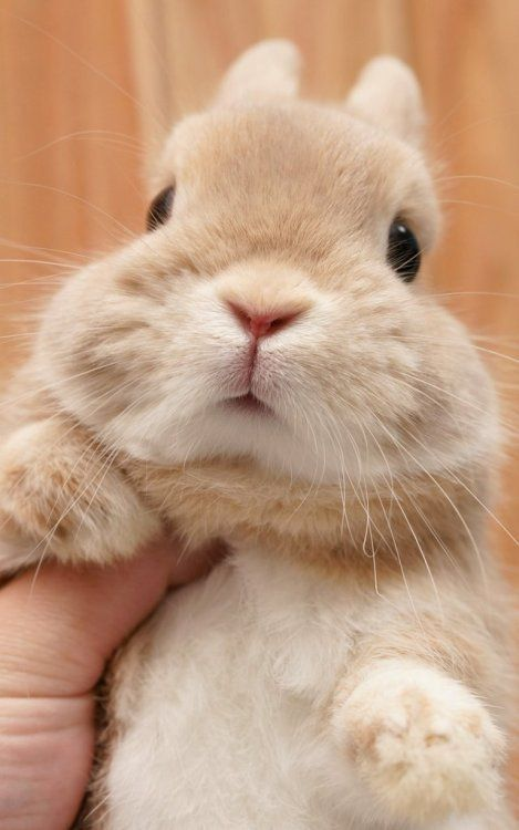 Bunnies tweet media