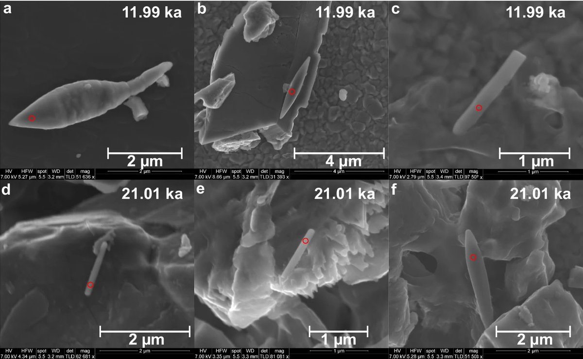 Communications Earth & Environment (@commsearth) on Twitter photo 📢Giant magnetofossils which may represent a modern analogue for ancient specimens from past hyperthermal events, are found in sediments from offshore southeast India <a href="/nitin_rockmag/">Nitin Kadam</a> <a href="/DrFirozBadesab/">Dr. Firoz Badesab</a> <a href="/NonoAcu/">Ioan Lascu</a> <a href="/CourtneySwags/">Dr. Swagner</a> <a href="/Virsen12/">Dr. Virsen Gaikwad</a>
🔗nature.com/articles/s4324… 📢Giant magnetofossils which may represent a modern analogue for ancient specimens from past hyperthermal events, are found in sediments from offshore southeast India <a href="/nitin_rockmag/">Nitin Kadam</a> <a href="/DrFirozBadesab/">Dr. Firoz Badesab</a> <a href="/NonoAcu/">Ioan Lascu</a> <a href="/CourtneySwags/">Dr. Swagner</a> <a href="/Virsen12/">Dr. Virsen Gaikwad</a>
🔗nature.com/articles/s4324…