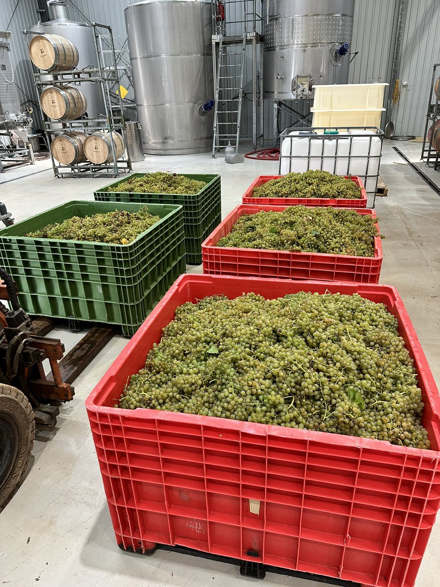 marksanguine1's tweet photo. First day of picking @sanguinewines @HeathcoteVic . Chardonnay off then the first pick of Verdejo. Lots of firsts. https://t.co/pIUcsgikJa