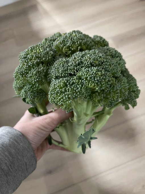 Wrapped up stream and then went outside and got so veggies for dinner from my little garden 🥰 https://t<a href="/tag/maybloom"class="tags"><span>#maybloom</span></a>