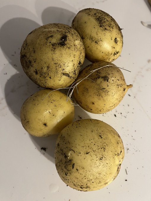 Wrapped up stream and then went outside and got so veggies for dinner from my little garden 🥰 https://t<a href="/tag/maybloom"class="tags"><span>#maybloom</span></a>