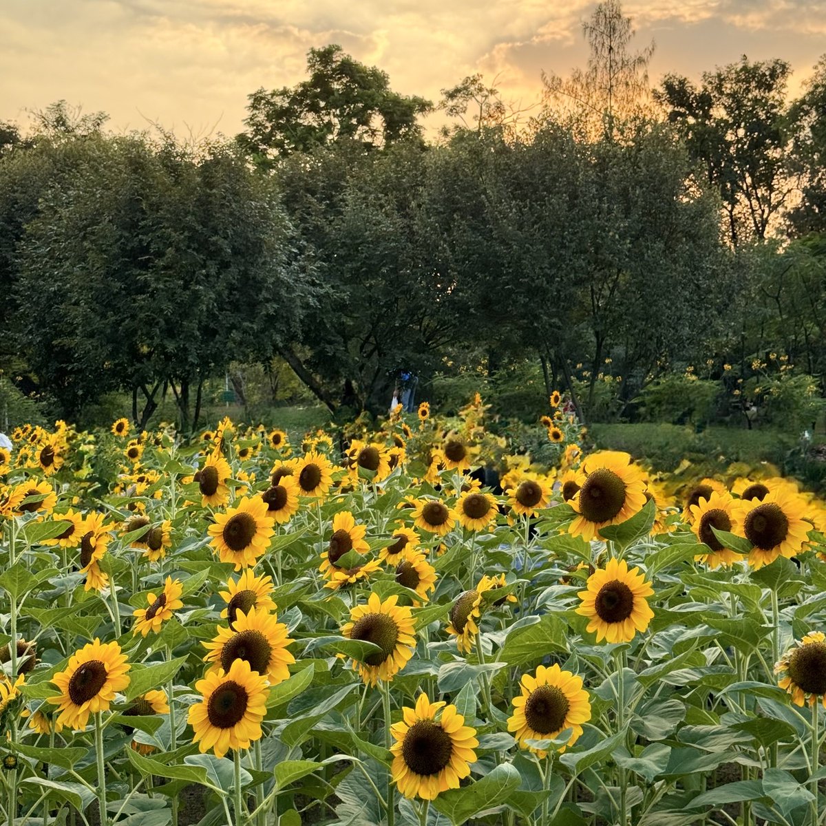 29 กุมภาพันธ์,วันสุดท้ายของเดือนนี้ขอให้เป็นวันที่ดีและสดใสดั่งดอกทานตะวันตลอดทั้งวันเลยนะ :-)
