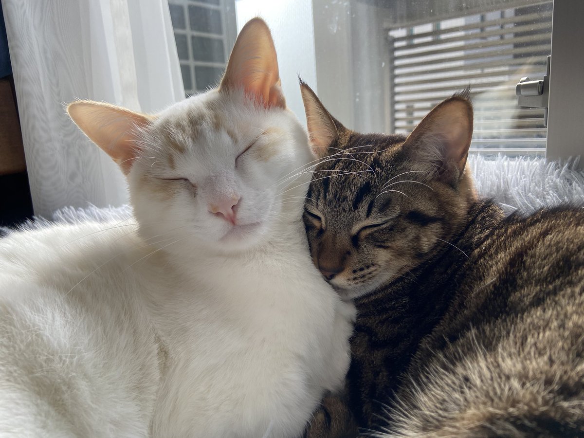 roy_luchi_nico's tweet photo. チラッ  #ロイルとニコル #保護猫 #要にゃんこ亭 https://t.co/aA773vyck3