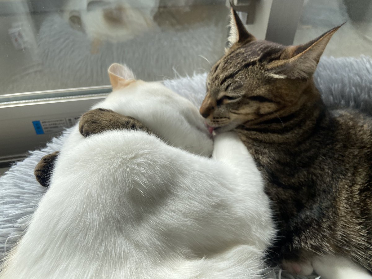 roy_luchi_nico's tweet photo. チラッ  #ロイルとニコル #保護猫 #要にゃんこ亭 https://t.co/aA773vyck3