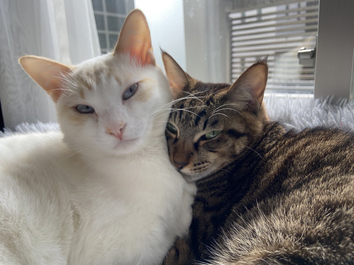 roy_luchi_nico's tweet photo. チラッ  #ロイルとニコル #保護猫 #要にゃんこ亭 https://t.co/aA773vyck3