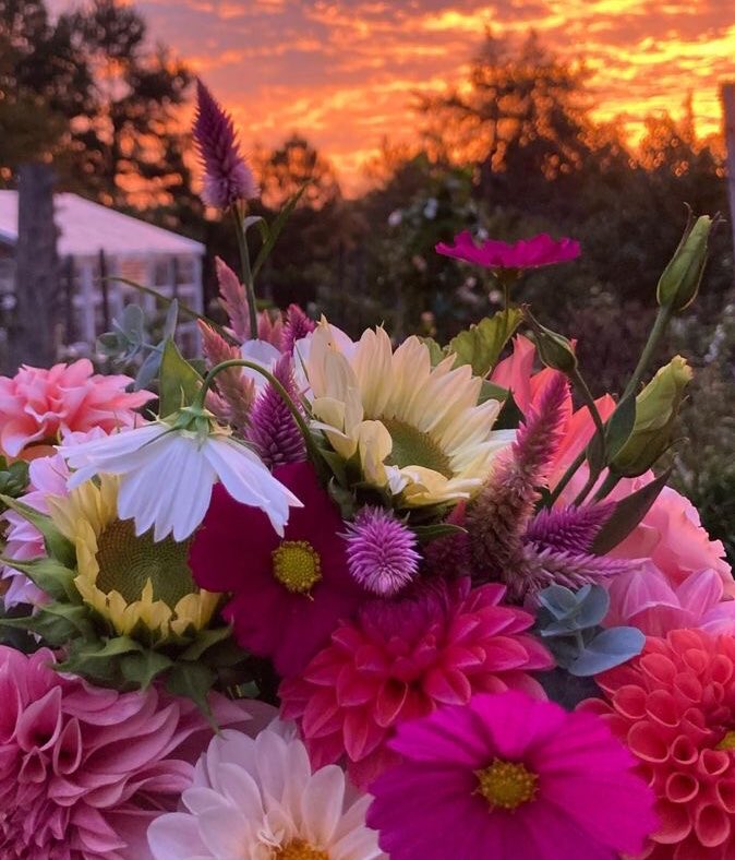 violettweets_'s tweet photo. flowers + sunset. https://t.co/XwDaeT0Wts