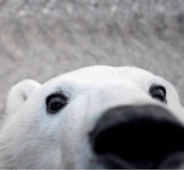 nanu ʕ-ᴥ-ʔ tweet media