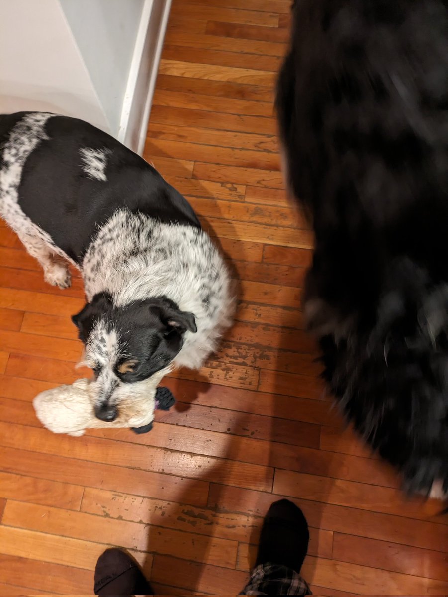 DuganAtticus's tweet photo. These are the best and cutest dogs ever https://t.co/y8jrA6oWDA