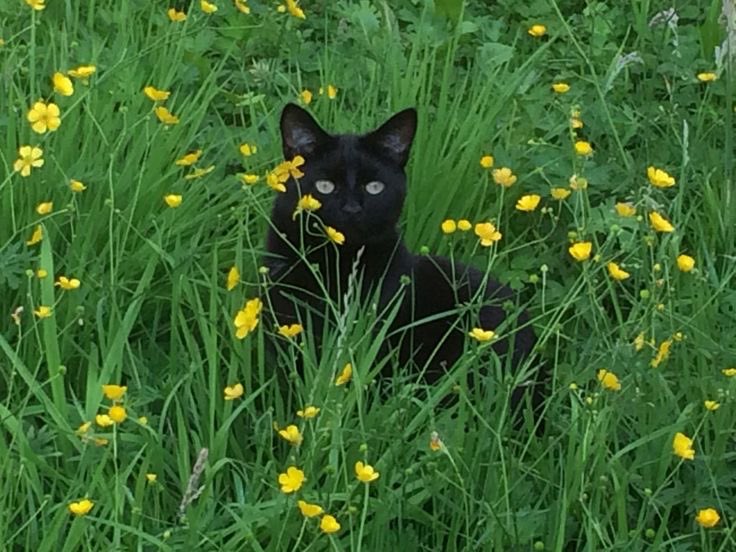 cattyjay 𓃠 (@cattyjayy) on Twitter photo 