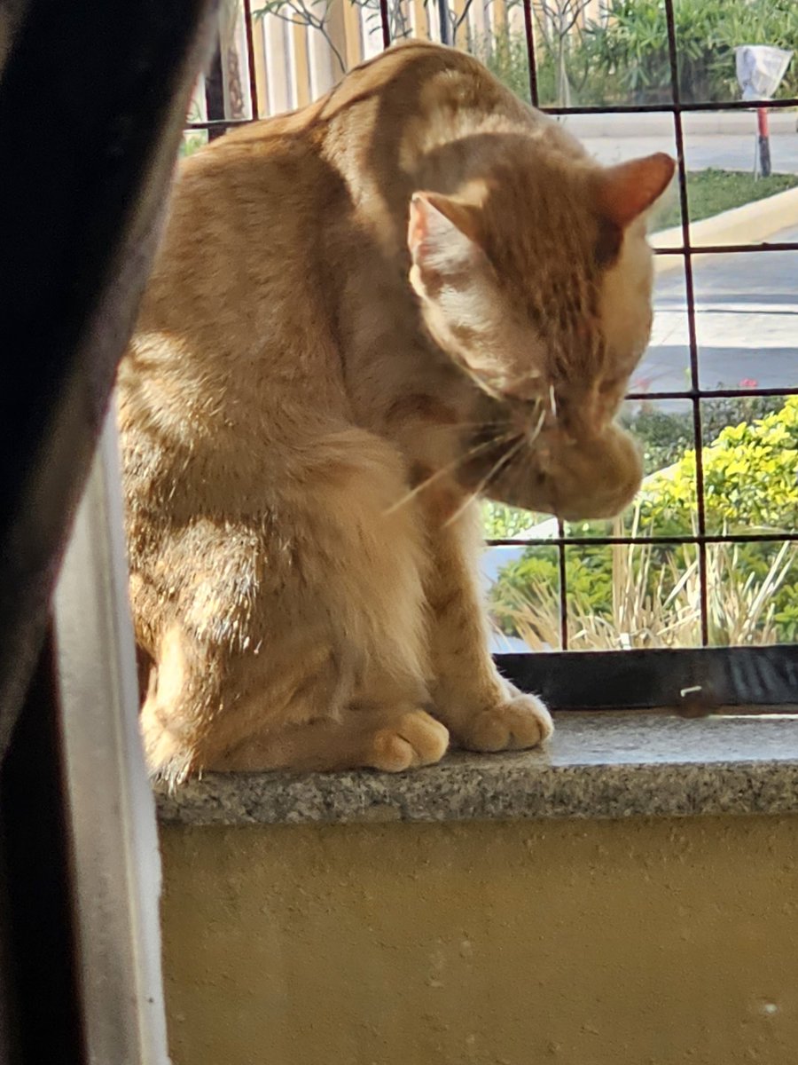 DrDeepakKrishn1's tweet image. Look after yourself the best way you can! #CatLessons