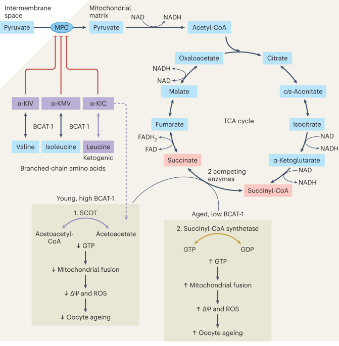 Online now! Slowing reproductive ageing by preserving BCAT-1 dlvr.it/T3PMkp