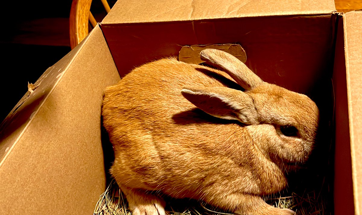 RaefMusic's tweet image. Picked up this New Zealand buck rabbit last night - now on the look for a doe rabbit so I can build my bunny empire inshallah 🐰 👑 🏰 #meatrabbits #rabbitbreeding