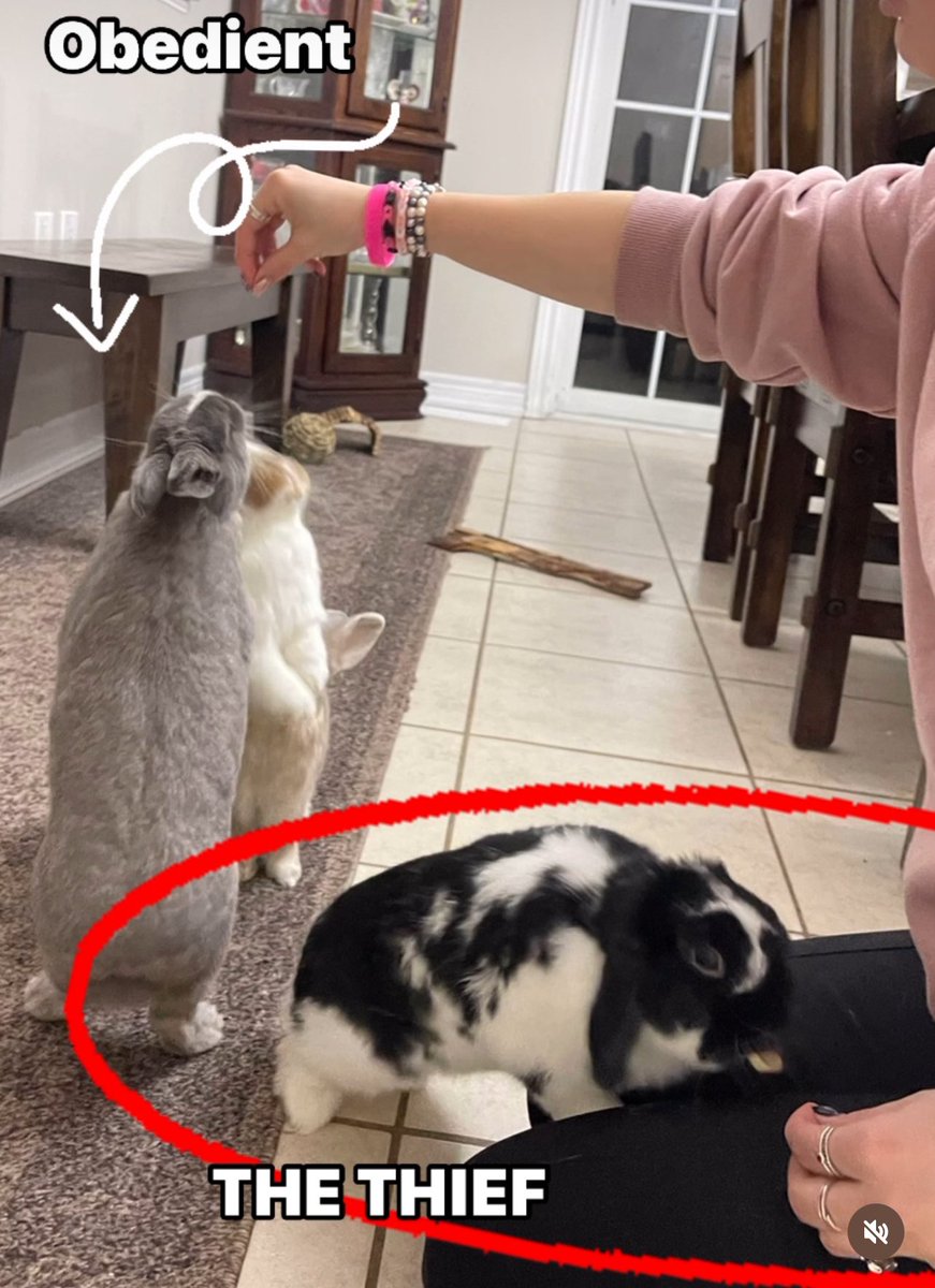 RobinKonst's tweet photo. Caught on camera! My daughter feeding treats to the obedient ones and the THIEF steels one from her other hand!  😂😂😂 #rabbit #THIEF #bunny #bunnies #rabbits #rabbits_daily https://t.co/Rjm7zzzdcp