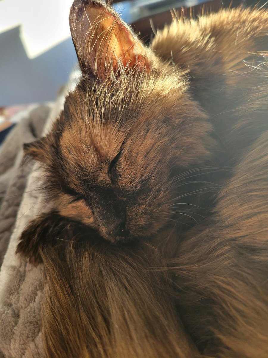 Being a Super Senior (21) requires snooses. 
#goldenhour #CatsOfTwitter #superseniorcatsclub #cats #catnap #CatsOfX #CatsLover #CatsAreFamily <a href="/jenryancorkran/">Jen Ryan</a> <a href="/Andy18512371/">Maggie and 🌈 Scribbles 🌈</a> <a href="/IndyCatBear1/">IndyCatBear</a>