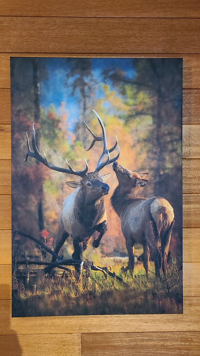 TonyBynum's tweet photo. Got some new work printed for a couple of dear clients.  The horse photo is 60" and heard back to the blackfeet reservation andnm the elk print is 36" and heaed for choteau, mt. https://t.co/xnerA87f5K