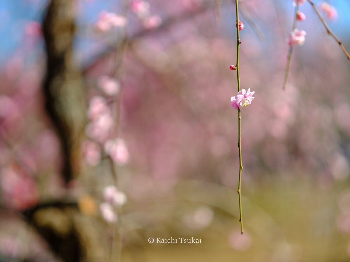 梅

#花 #梅 #flowers #散歩道 #手持ち撮影 #fujifilm #fujifilmgfx100s 

Photographed : Mar/2022
Location : Tokyo
Camera : GFX100S
Lens : GF80mm F1.7