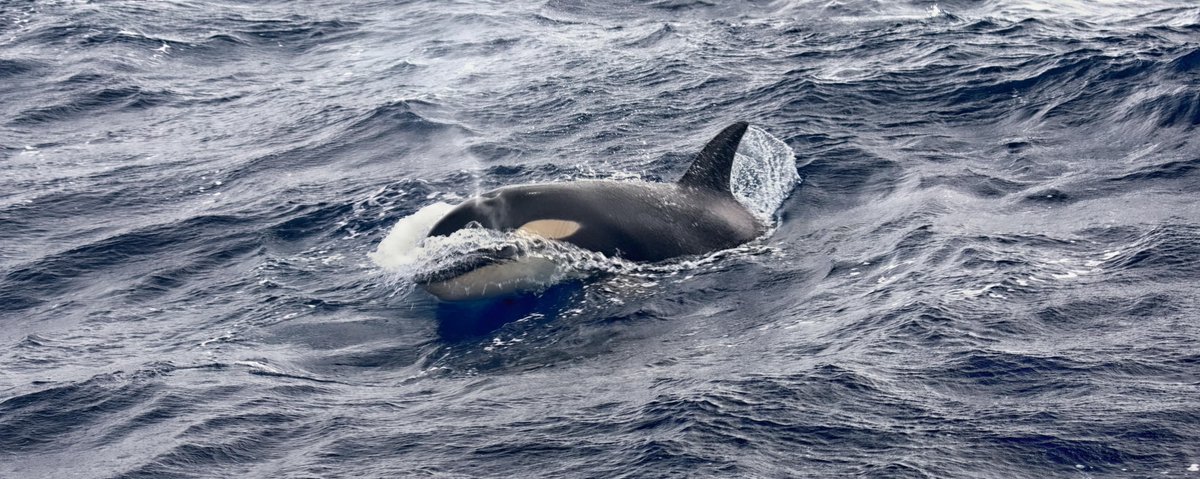 WAOceanHealth's tweet photo. 🌊 Dive into the enchanting world of Orcas in Bremer Bay! Nestled along the rugged coastline, these majestic creatures thrive in a marine paradise.  #BremerBayOrcas #OceanSanctuary #WAOF #WAOceanHealth https://t.co/FODHuSRYvS