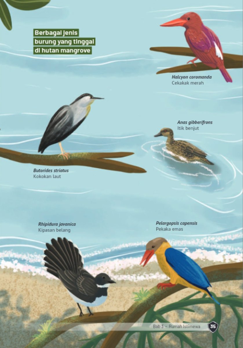 adekumala's tweet photo. Bukan buku Cambridge atau Usborne 🙅‍♀️ Ini buku pengayaan (nonteks) bikinan Kemdikbud yang sekarang. Teks dan ilustrasinya world class 🙌 

Aku sbg pecinta burung terpesonaaa 🦜 https://t.co/TGOTG4h0iI