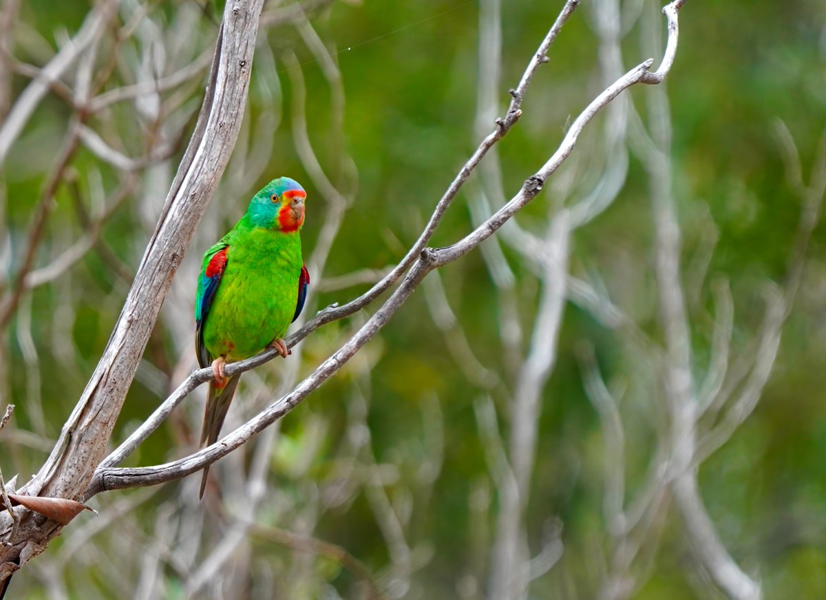 Tas_Land's tweet photo. Applications for the Bird Conservation Fund scholarship are now open! Applications are open to Honours, Masters & PhD students undertaking conservation-focused research into Tasmanian birds. Further details on how to apply for this year's scholarship on our website. Applications close at 5pm, 31 March.
https://t.co/vBaIykehsa