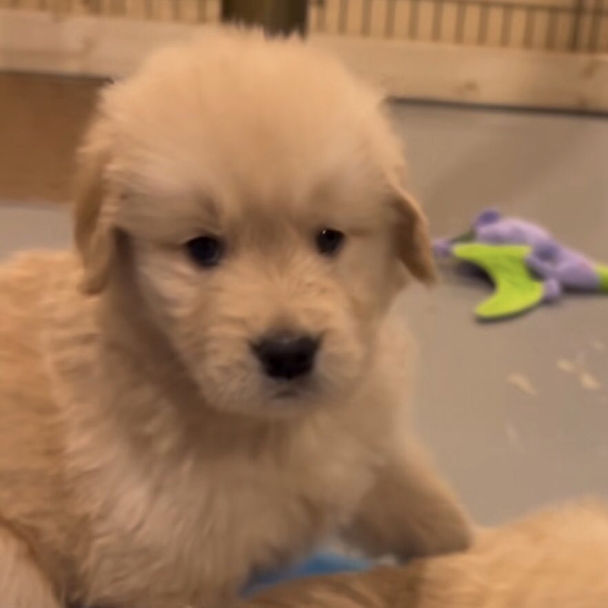 ม๋ามอมๆ ที่รอเทอมาจุ้บ