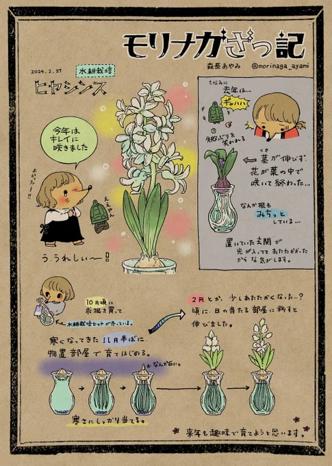 #モリナガざっ記
ヒヤシンス成功しました。 