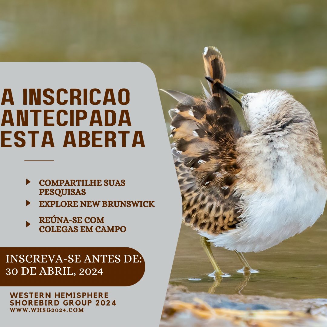 Western Hemisphere Shorebird Group 2024 tweet media