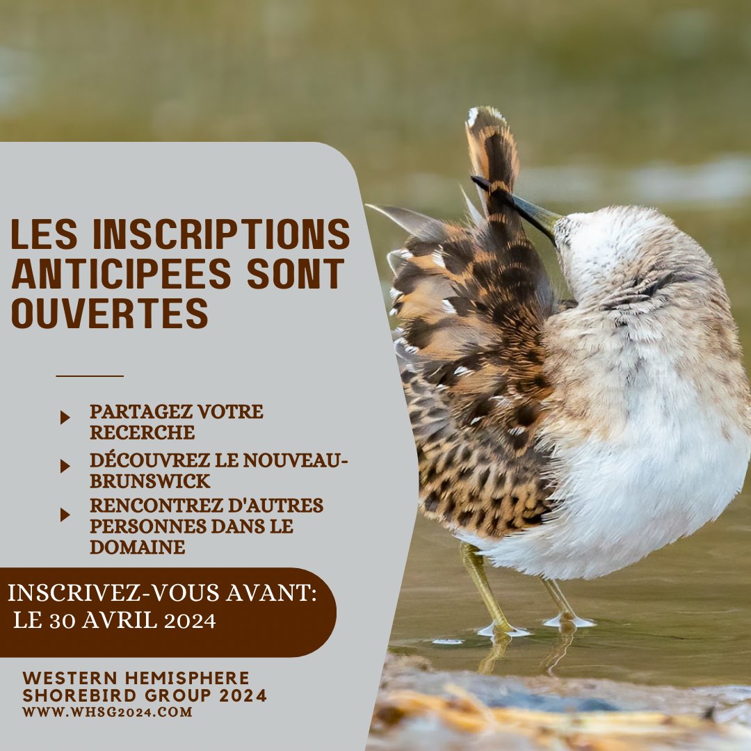 Western Hemisphere Shorebird Group 2024 tweet media