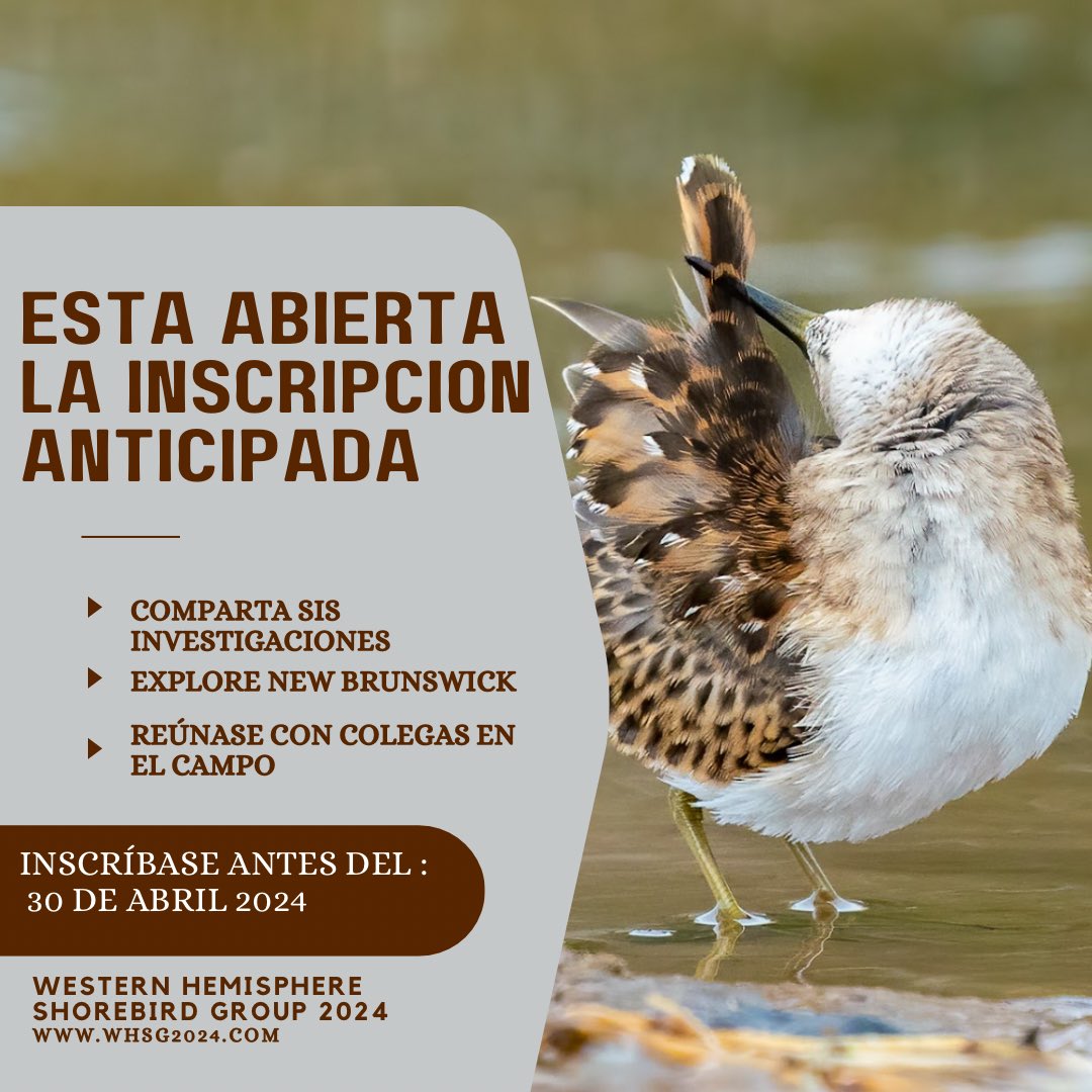Western Hemisphere Shorebird Group 2024 tweet media