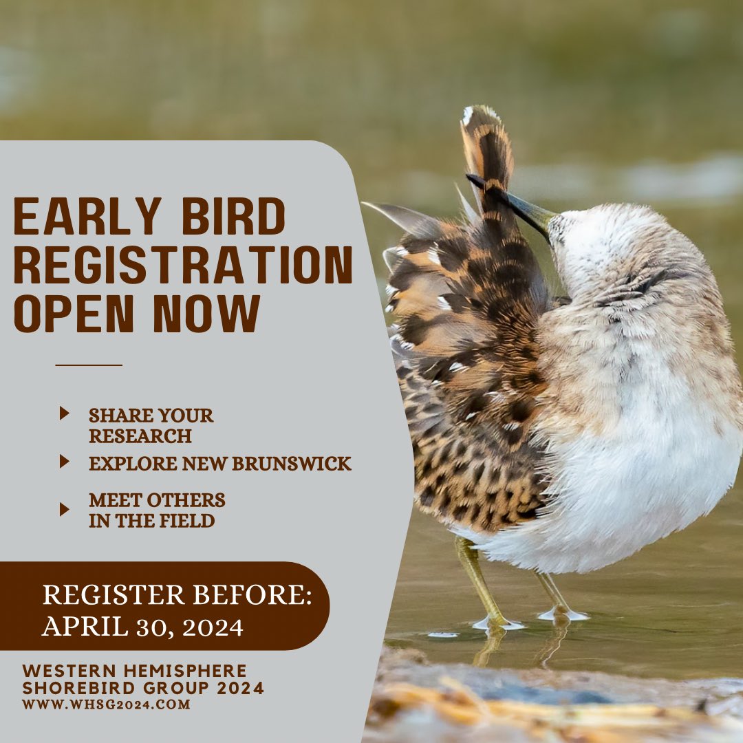 Western Hemisphere Shorebird Group 2024 tweet media